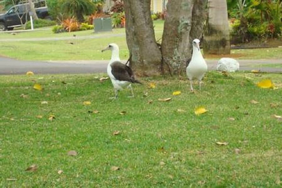 Albatross 
Every year come back and nest in Princeville
Other entrance road end