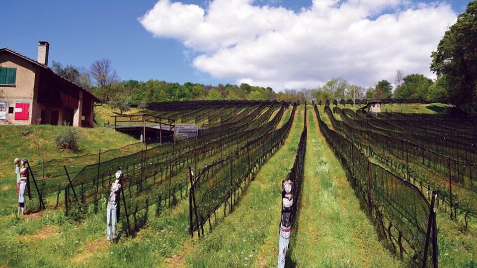 Vineyard