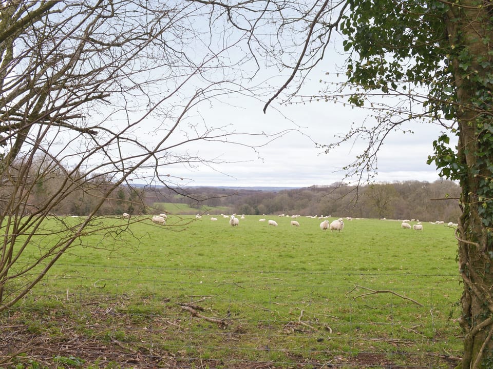 Wonderful countryside surroundings | Gooseberry Lodge, Tollard Royal, near Salisbury