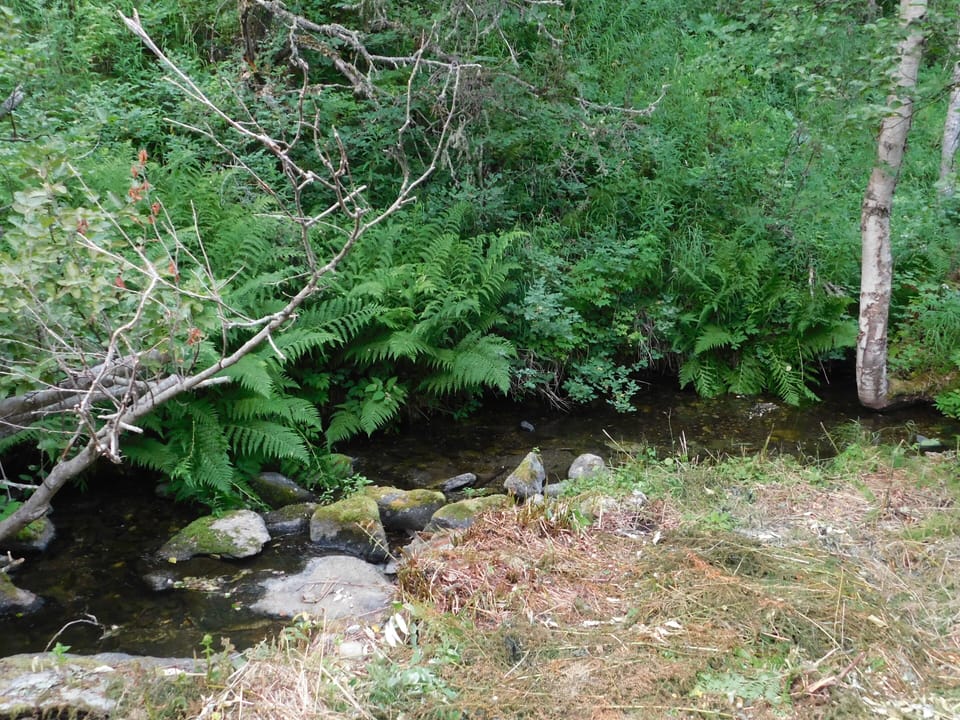 Watch salmon migrate, right from our backyard, in late July & August.