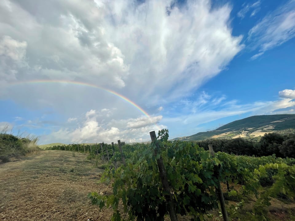 Vineyard