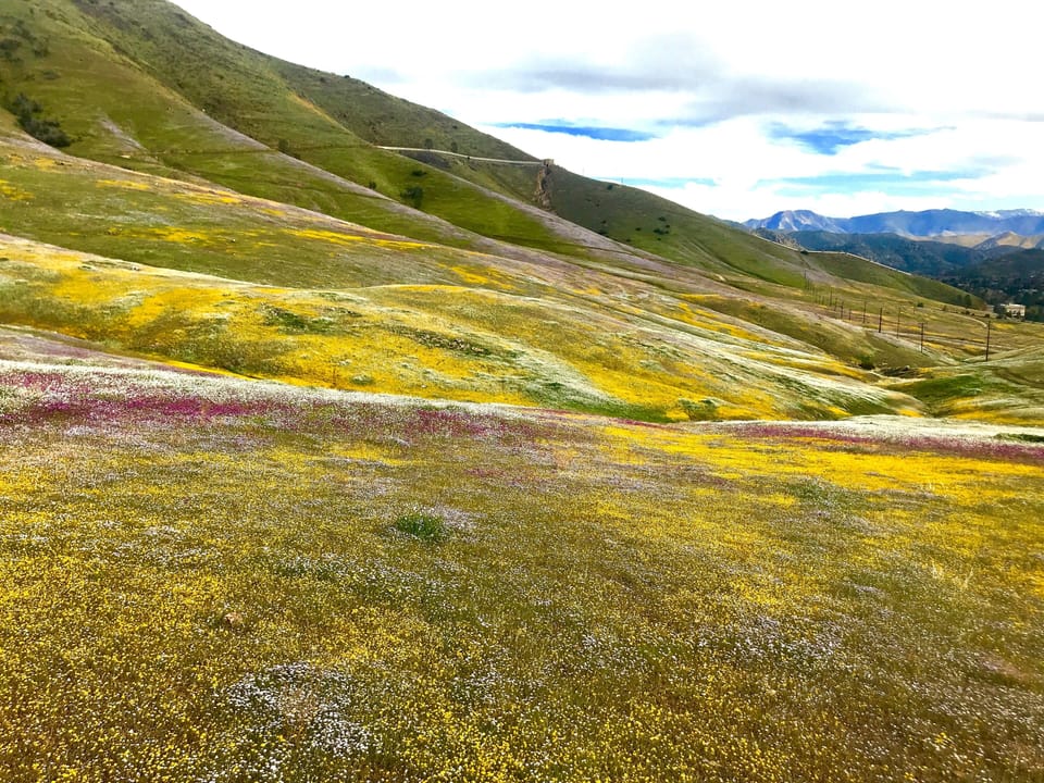 Superbloom!