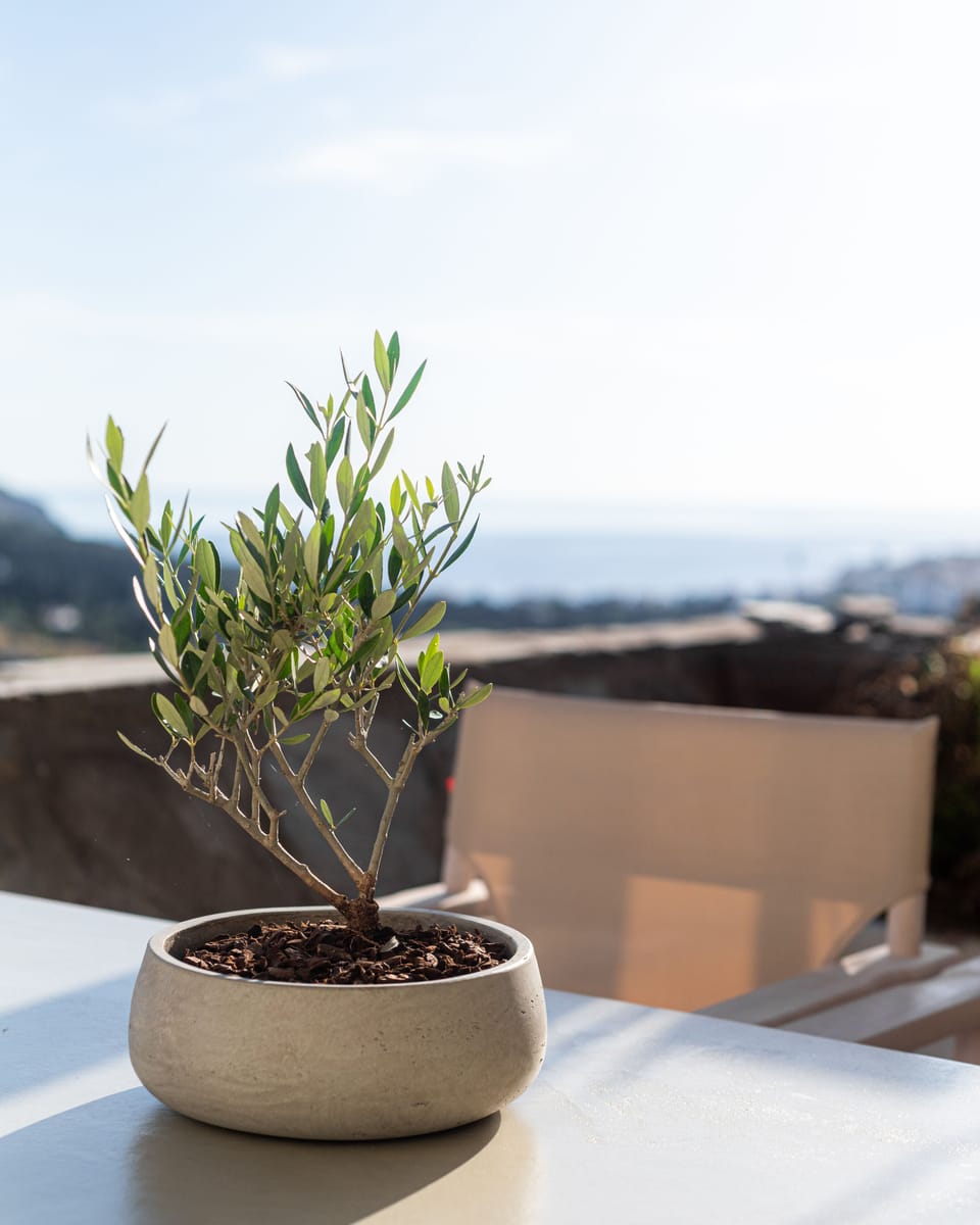 Limonioum Suite | Terrace/patio