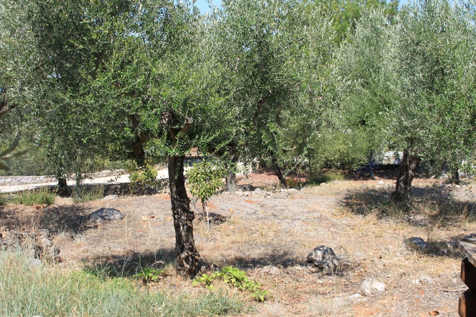 The olive grove