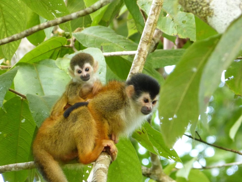 100's of titi monkeys pass by the house most days. 