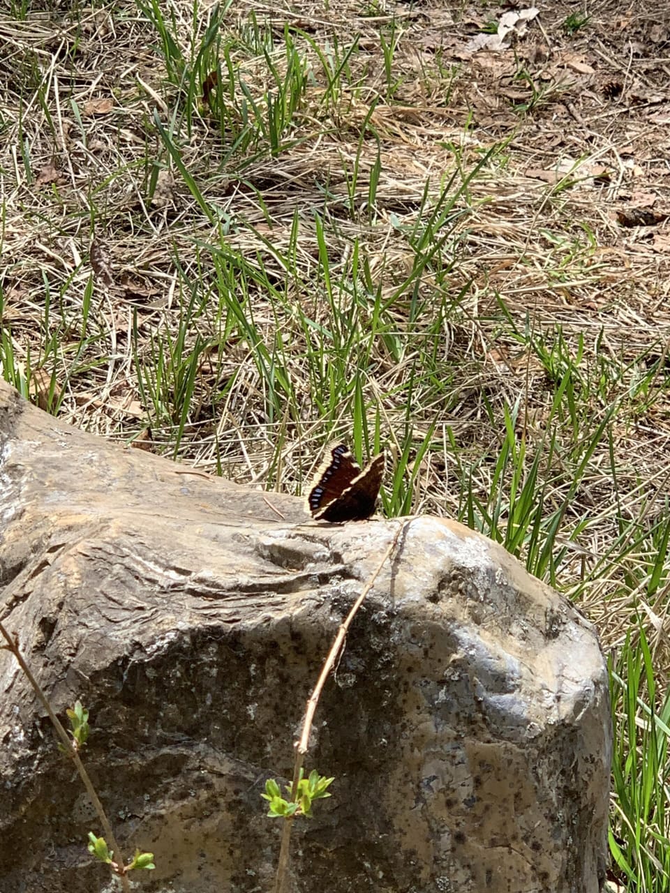 Butterflies & dragonflies galore!
