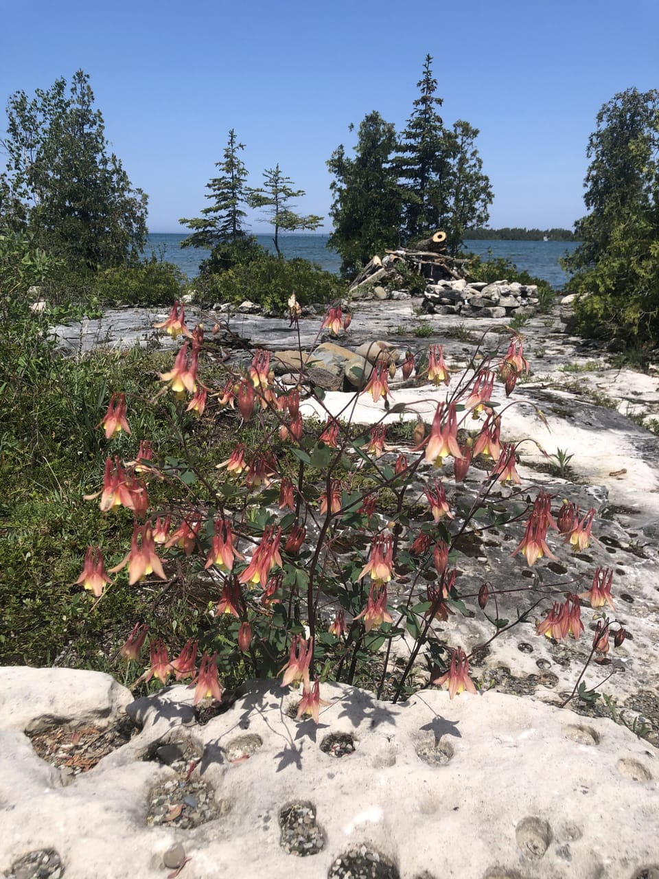 Columbines are some of the first wild flowers in May