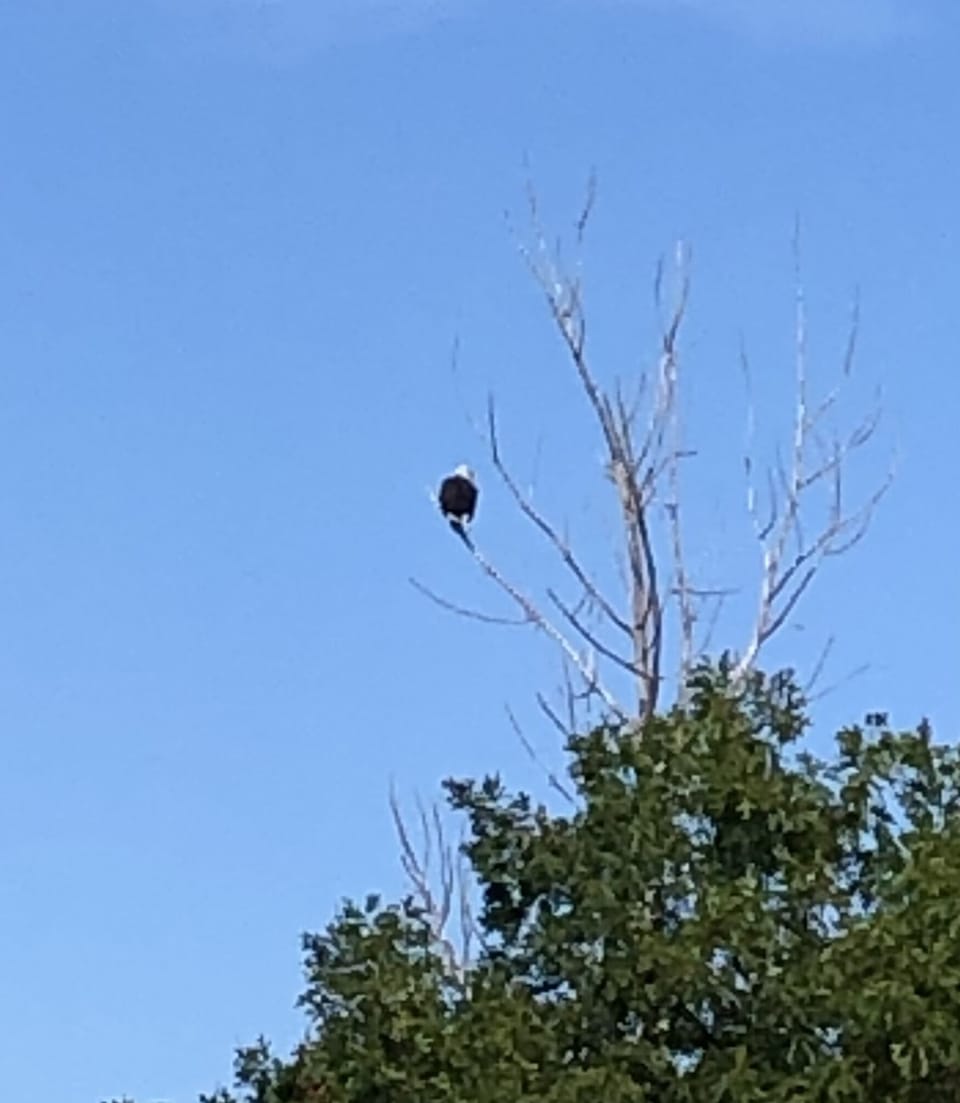 Bald Eagles common