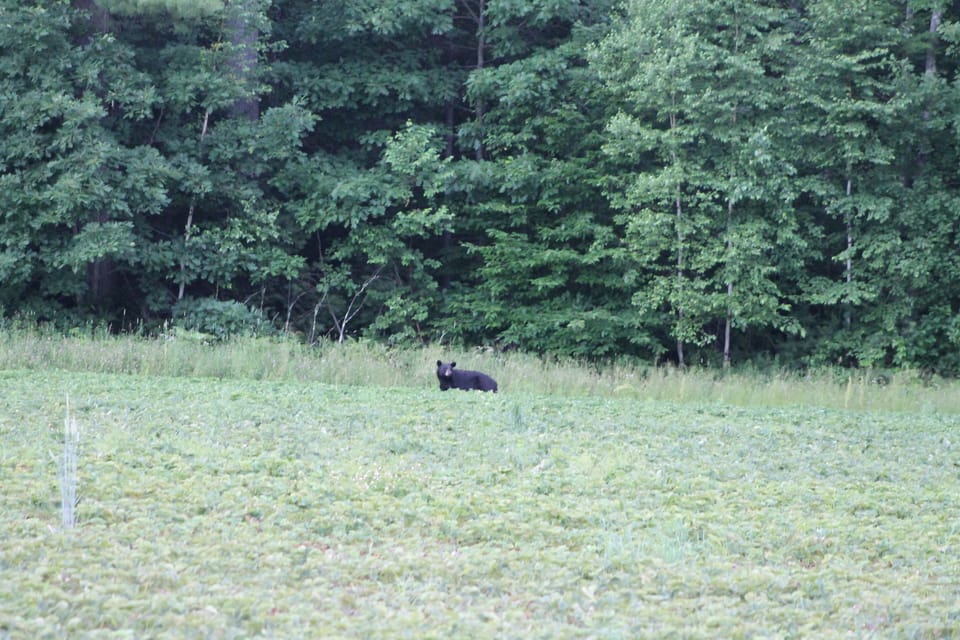 Bear seen down the road