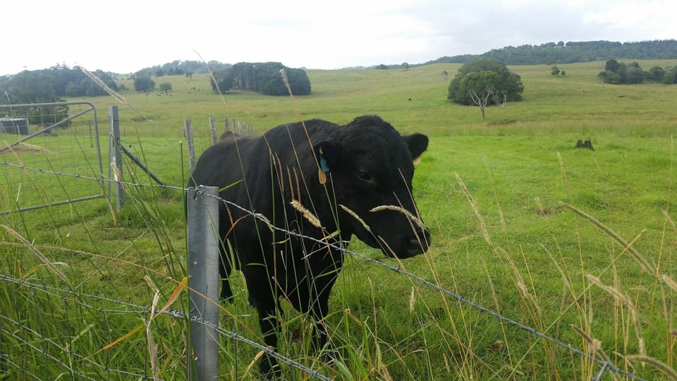Bruce our handsom Angus Bull.