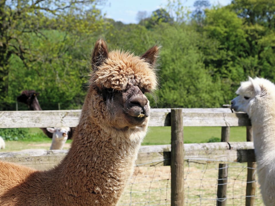 Garden and grounds | Primrose, Nr Wells