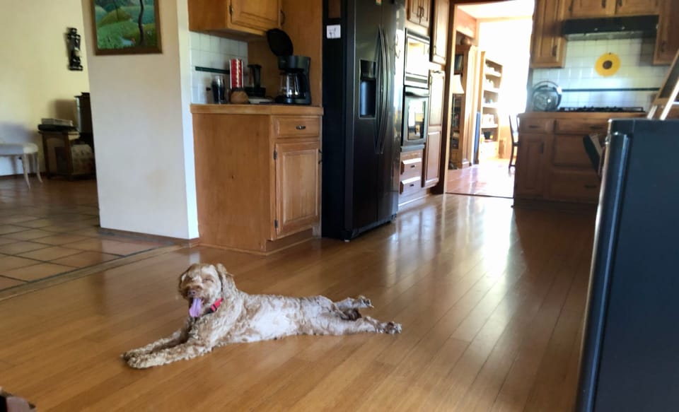 Dog Friendly Fenced Yard!