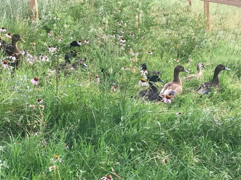 ducks!