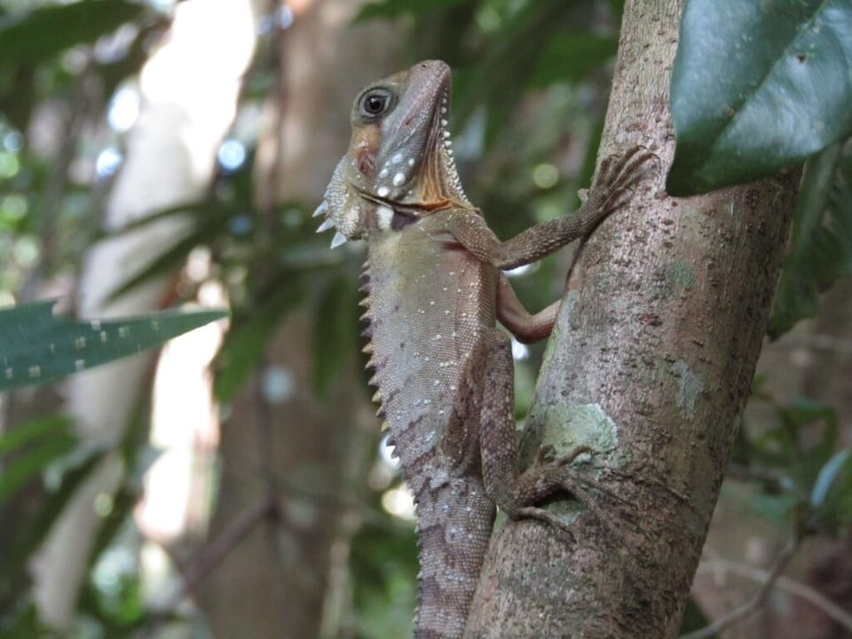 Boyd’s Forest Dragon in garden.