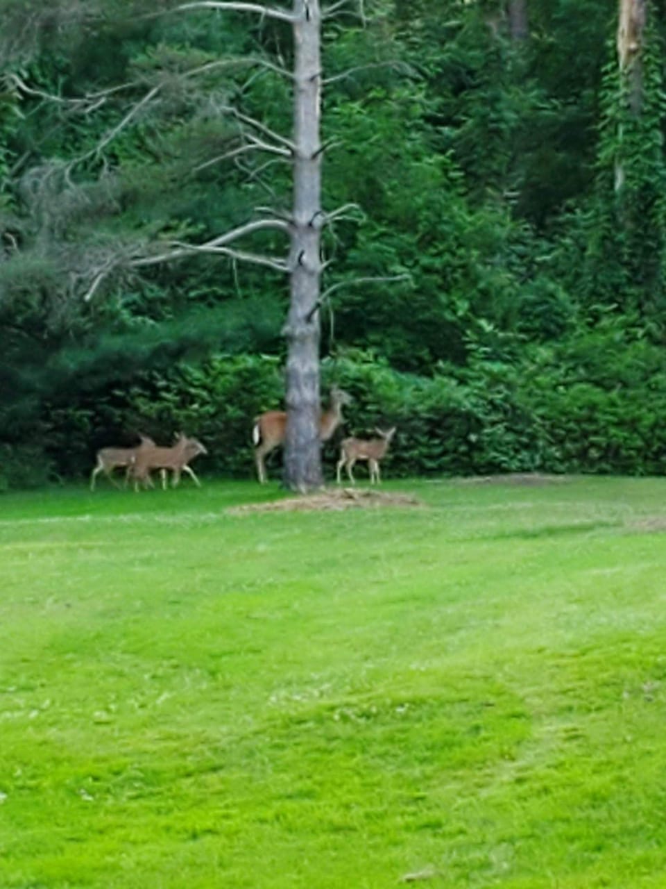 The babies are here!