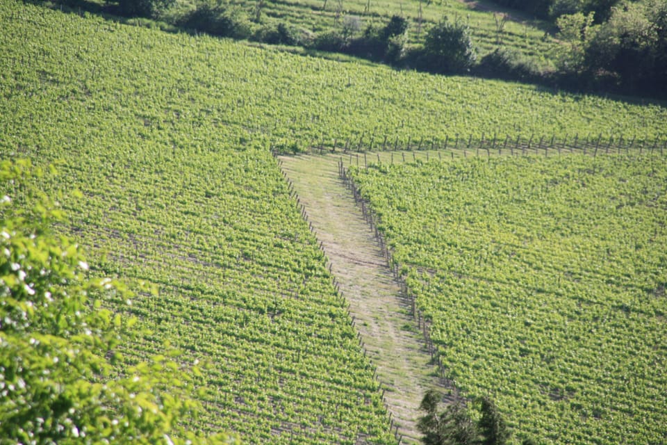 Vineyard view from the property