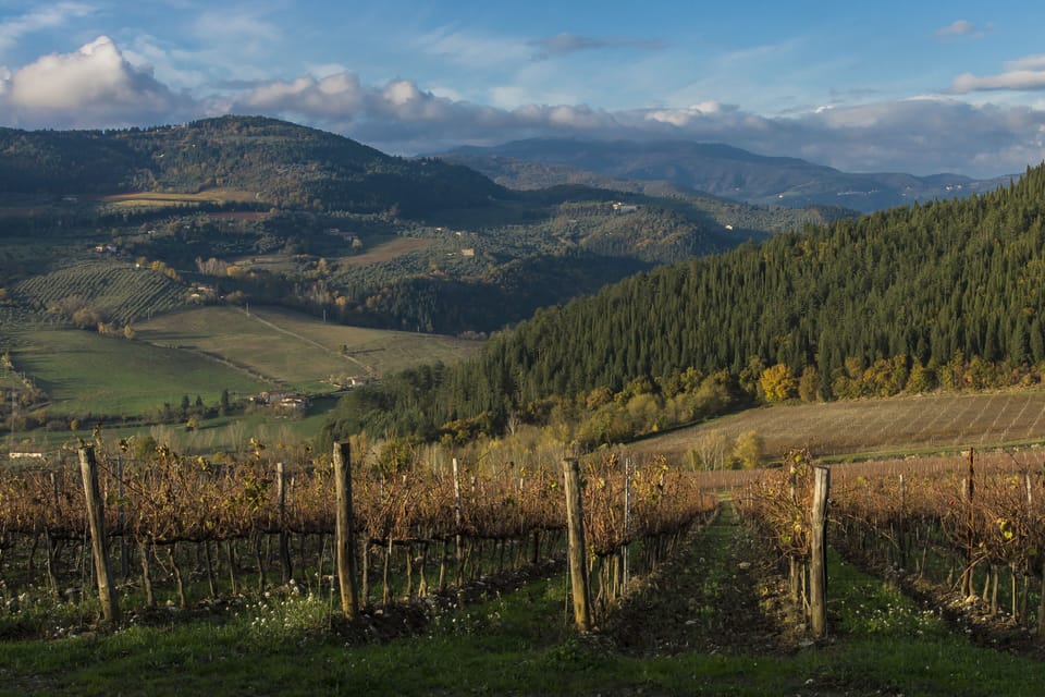 Nipozzano vineyards in autumn