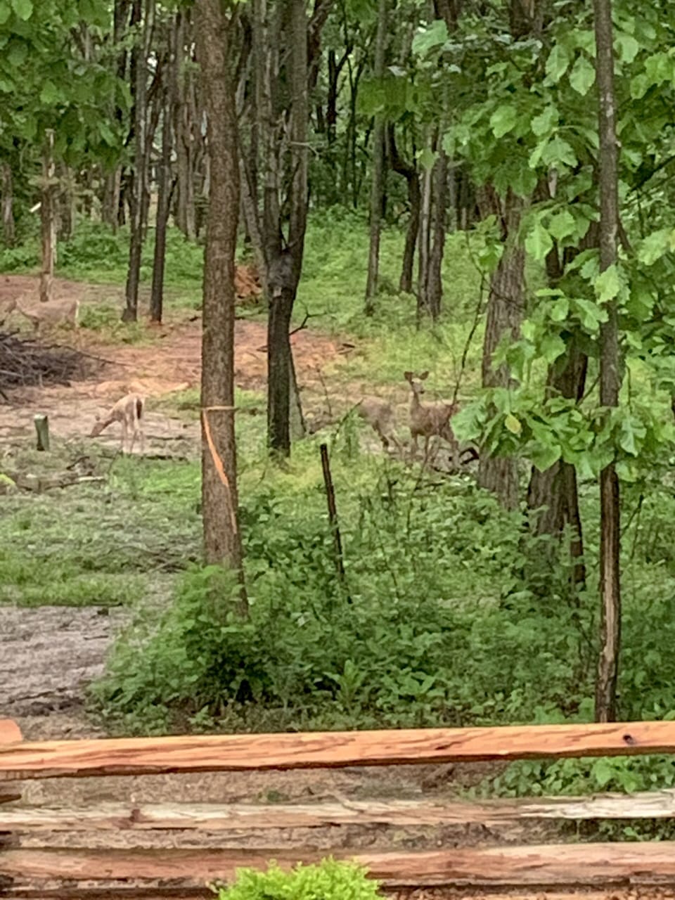 Wildlife loves to visit