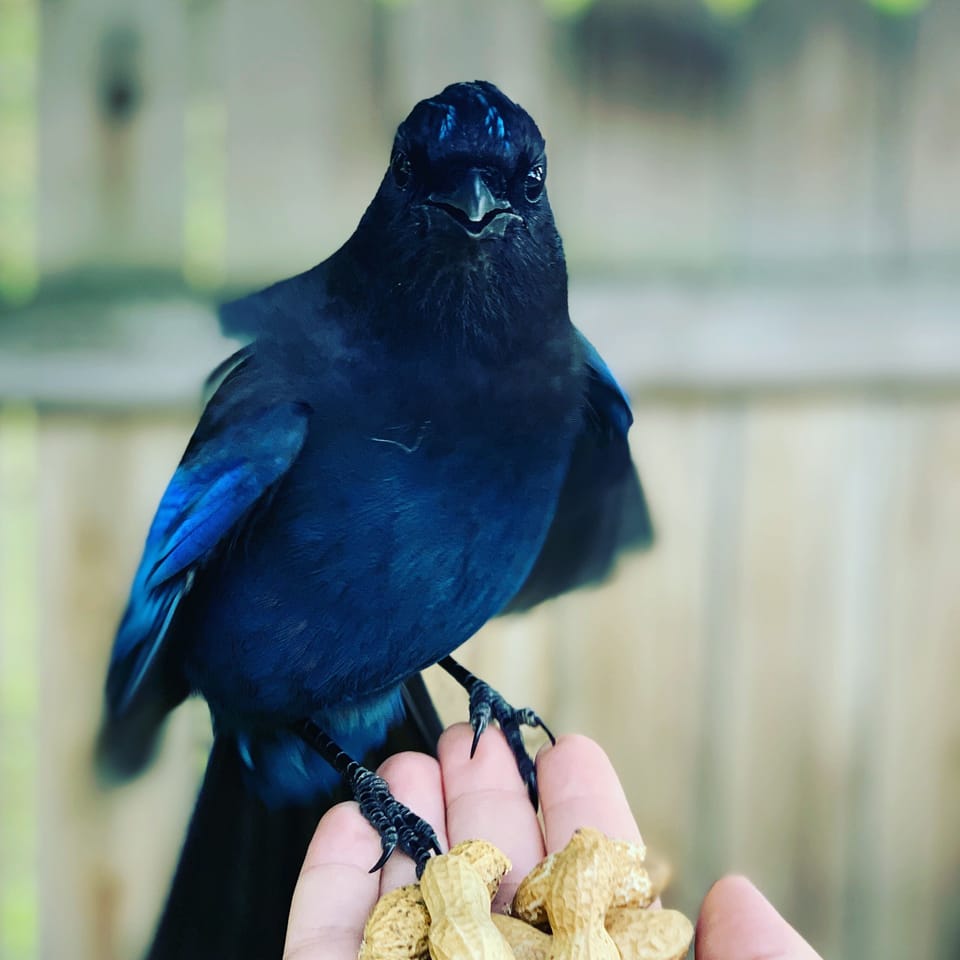 Steller’s jays are frequent visitors and they love peanuts!