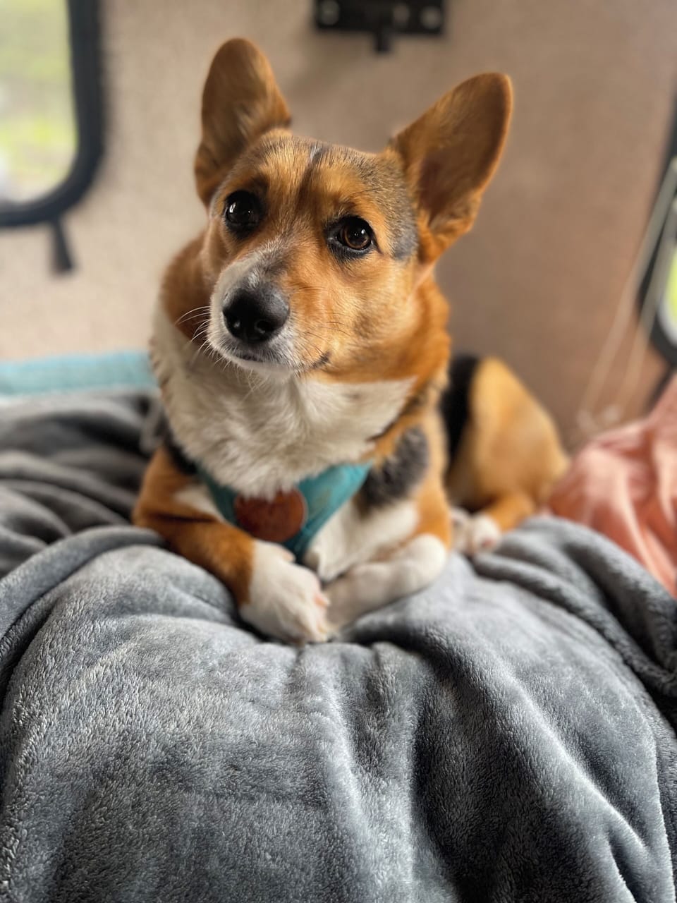 This is Ulu, she can be nervous around new faces but she is a sweetie.