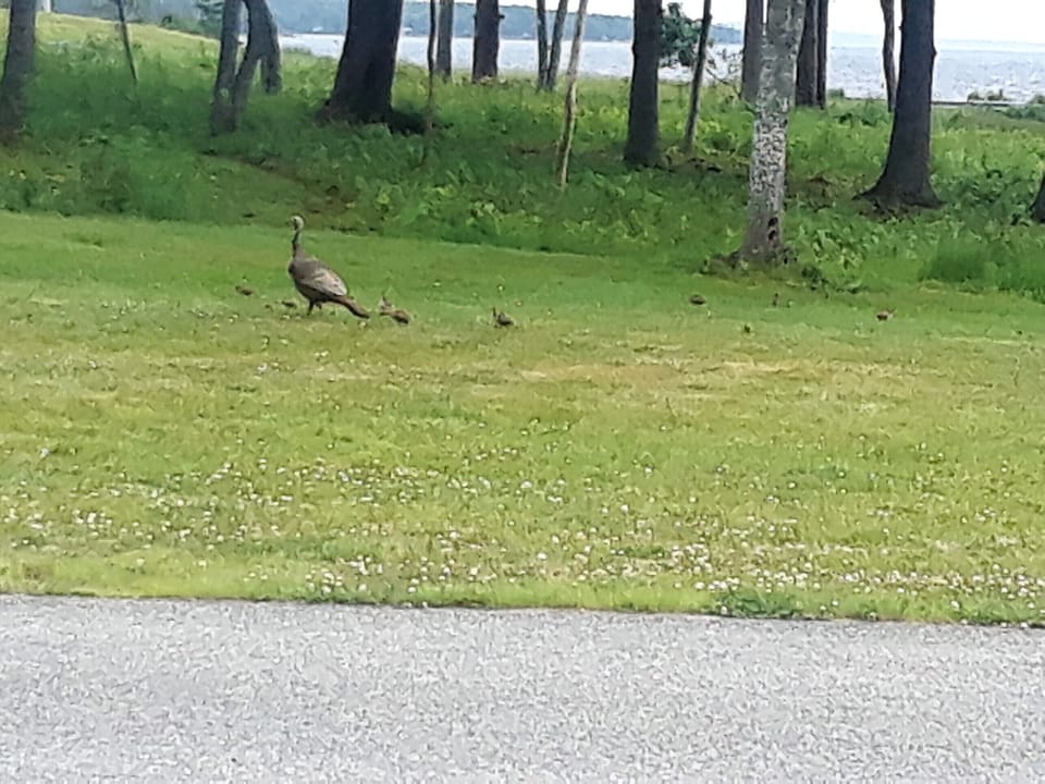 Mom turkey with her babies.