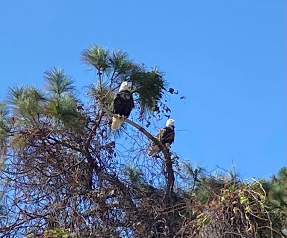 Our resident Bald Eagle family has been here for years!