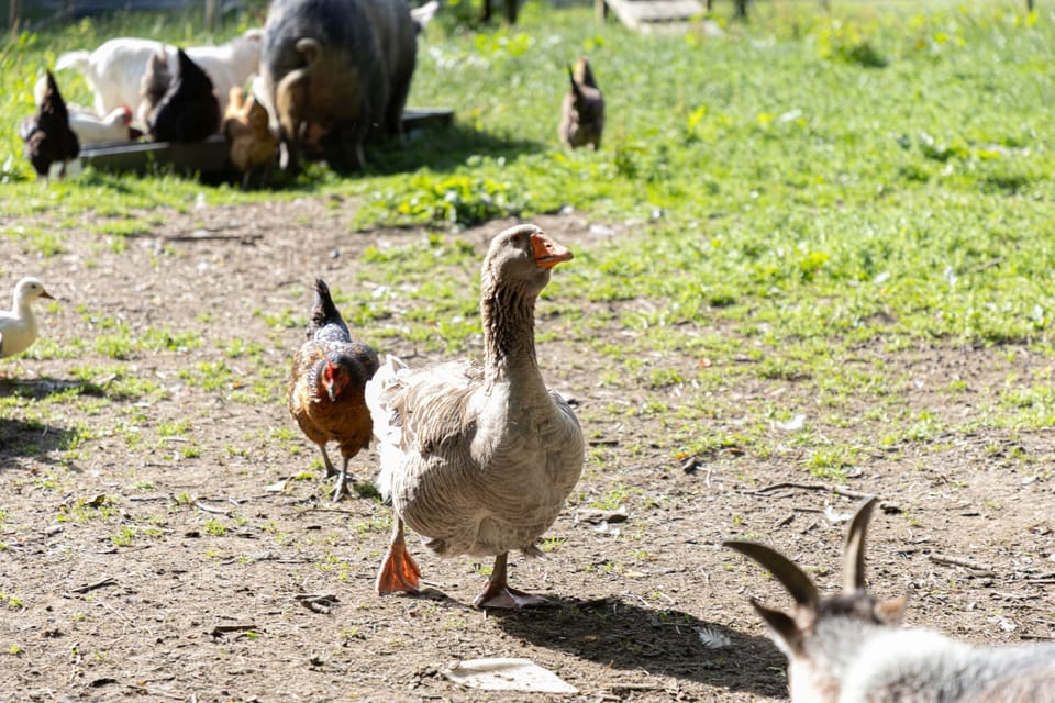 The resident animals at East Thorne - Nobbys Cottage