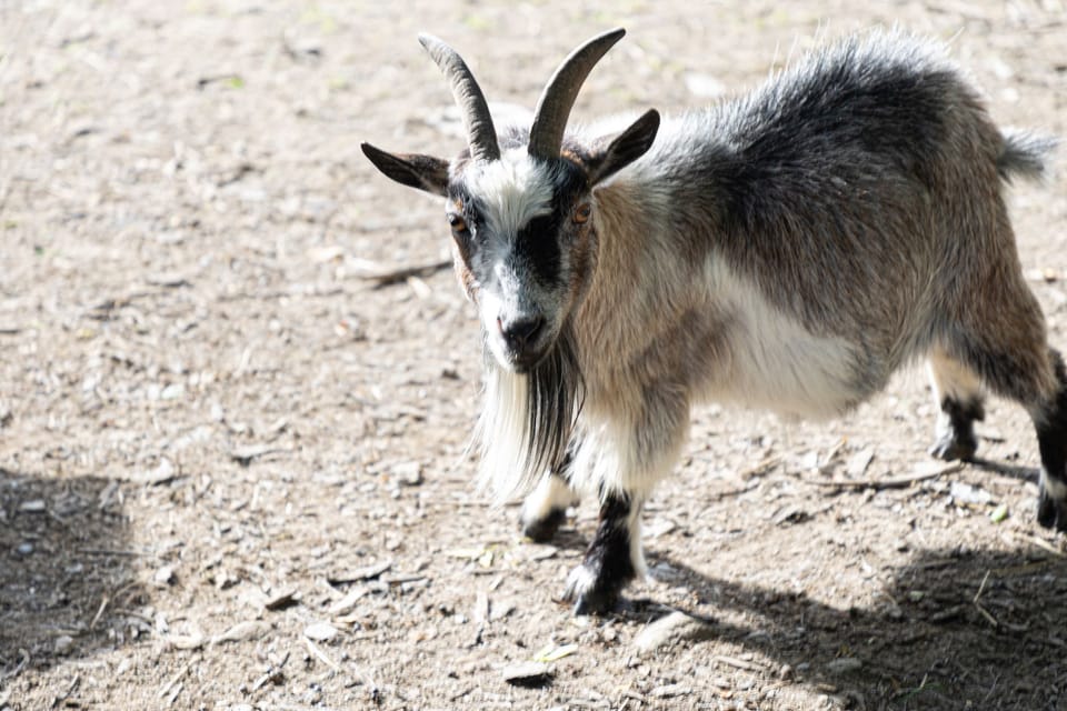Farmyard Animals- The Cwtch Cottage