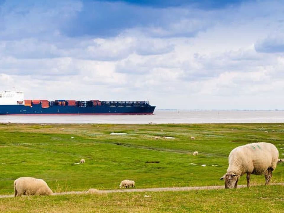 Apartment - Apartment Deichschatz Apartment in Cuxhaven