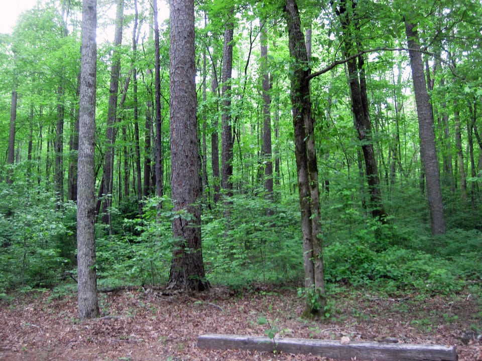 National Forest