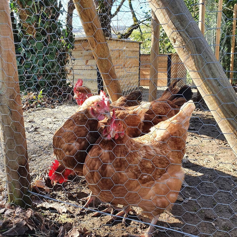 poules gers
