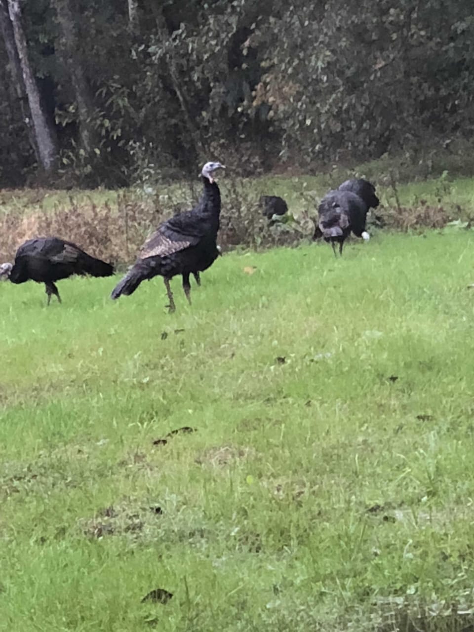Wild turkey's on 26 acres