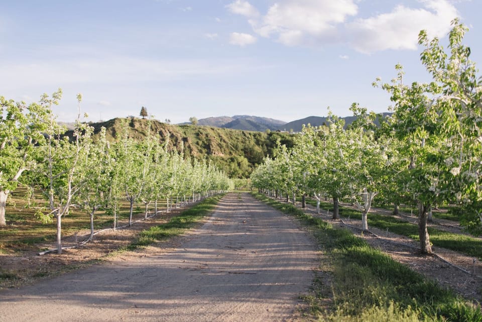 Pear trees that line driveway in during bloom