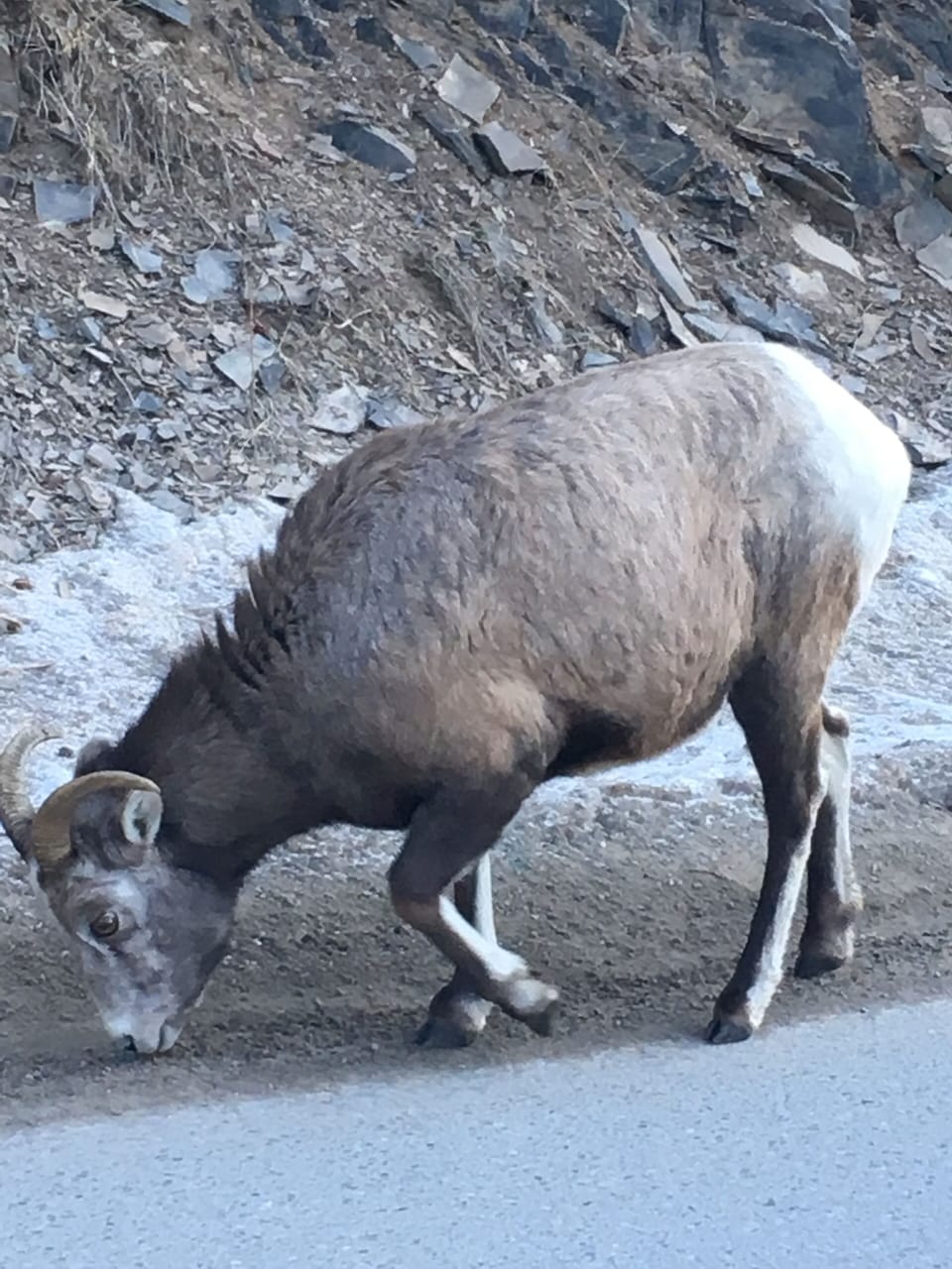 Bighorn sheep