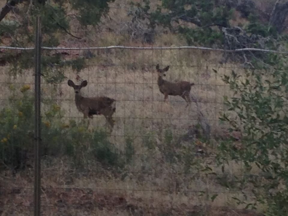 Where the wild things roam...