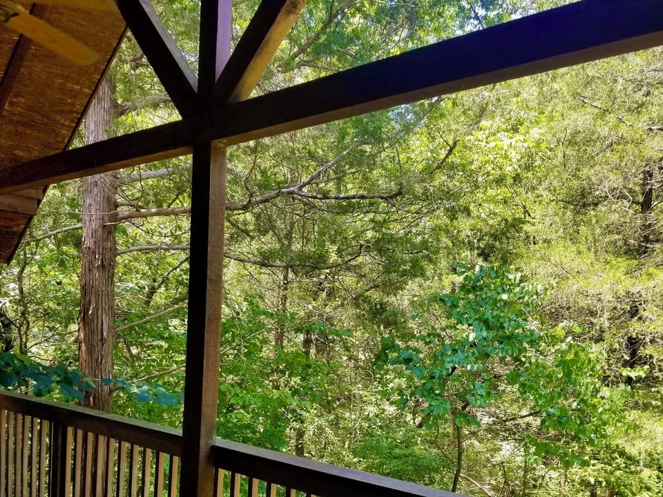 Forest View