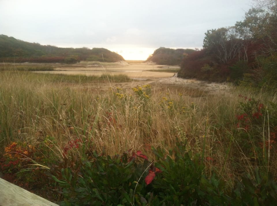 Herring Cove area while out with the dog