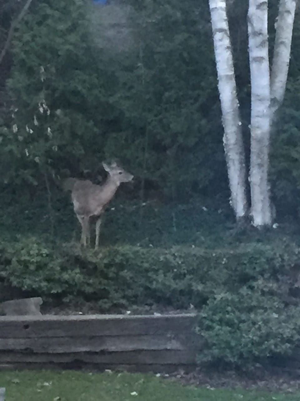 Wildlife in our Backyard