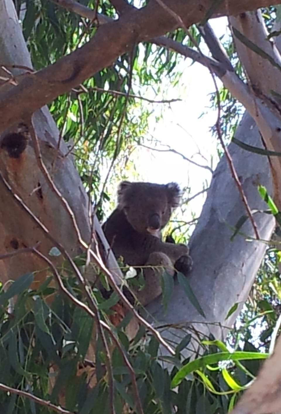 Our baby Koala, who on occasion takes a drink from the pond in the courtyard :)