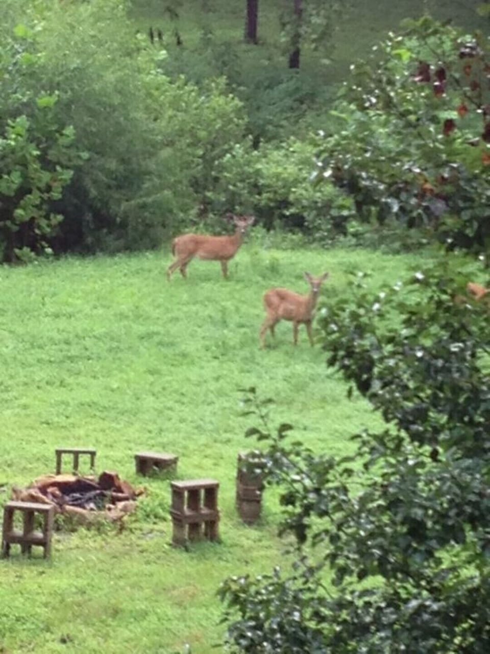 Deer love the seclusion, too!   ...and the creek