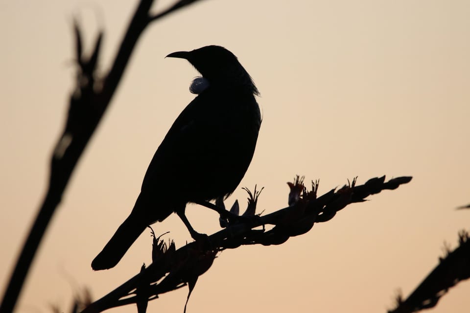 Tui enjoying the flax flowers