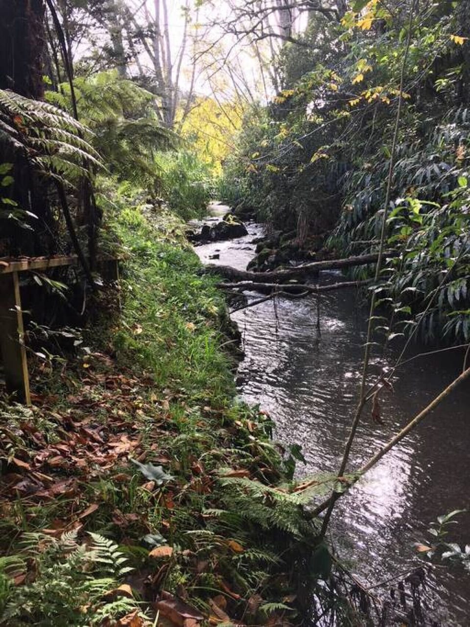 Waiarohia stream at the back door