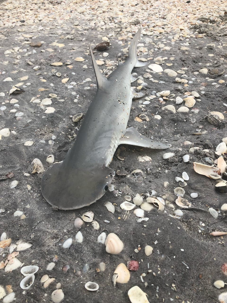 Caught on the beach
