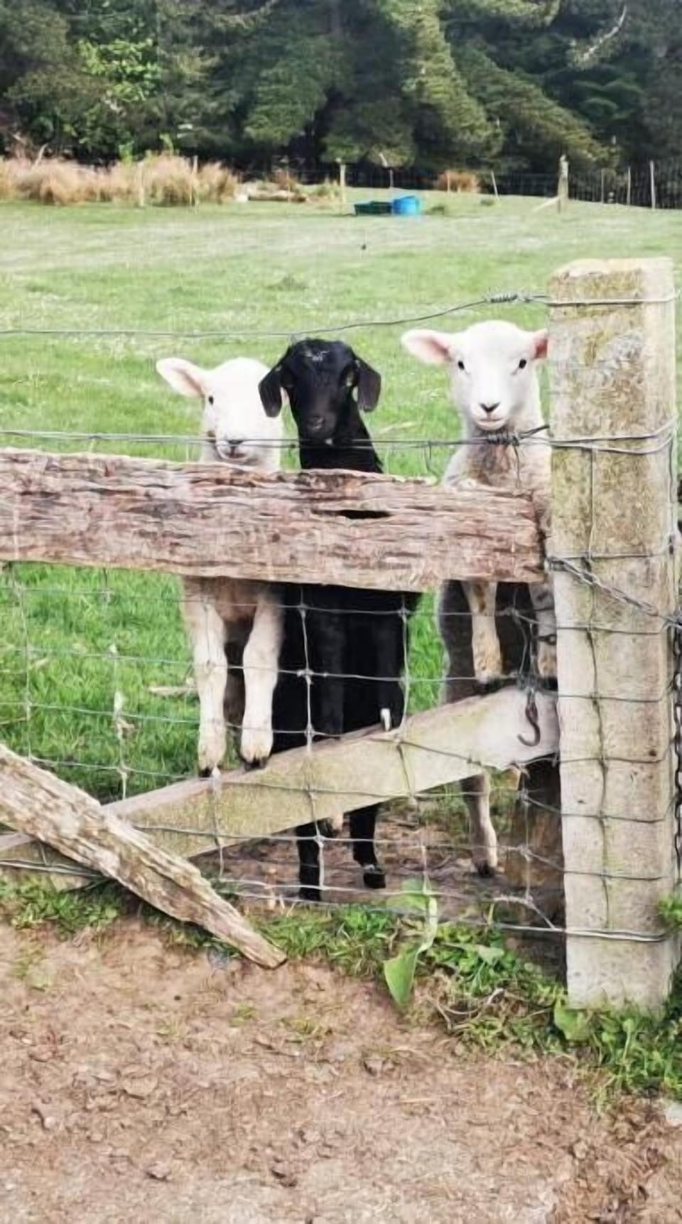 Pet goat and lambs