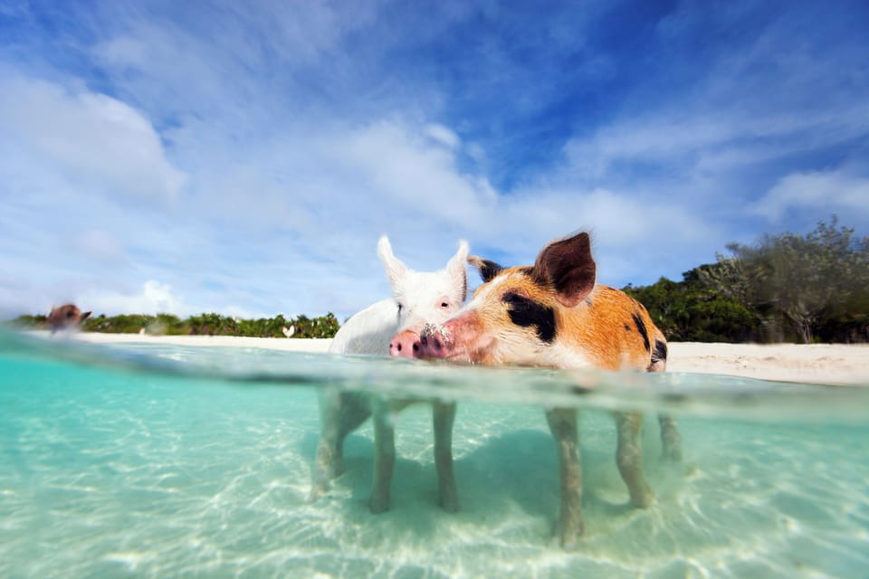swimming with pigs