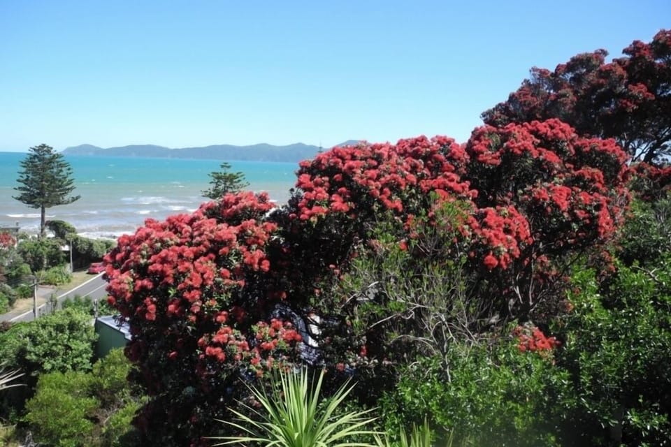 POHUTAKAWA - NZ'S CHRISTMAS TREE