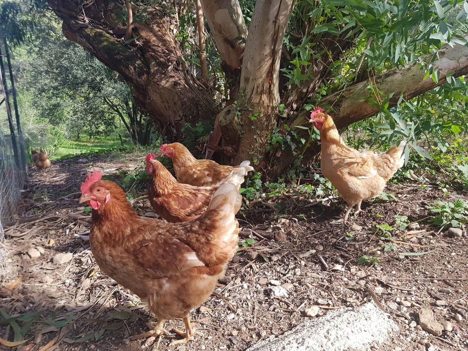 Mas des Ballats Bed and Breakfast in Occitanie