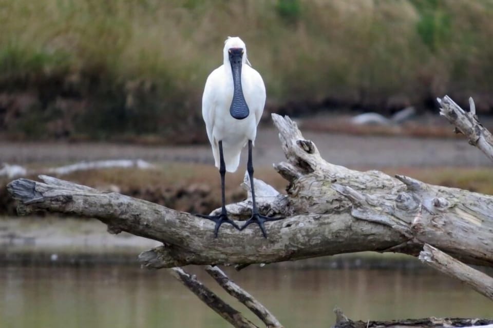 Spoonbill.