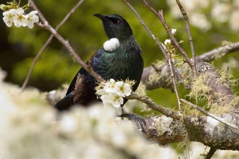 Tui . Photo taken in garden
