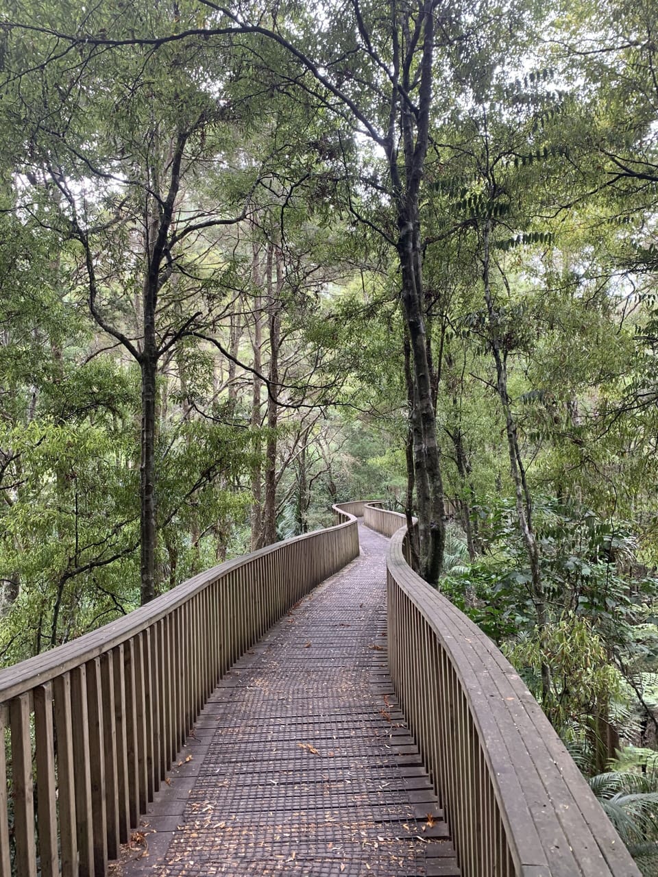AH Reid Memorial walk.  Walk through to Whg Falls